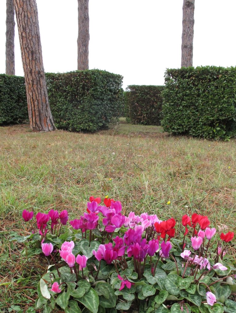 Stefano Arienti alla Fattoria Montellori 6 Opere da concimare, e poi da irrigare. Dopo lo zafferano di Vitone, alla Fattoria Montellori di Fucecchio arriva la scultura di ciclamini di Stefano Arienti. Ecco le foto