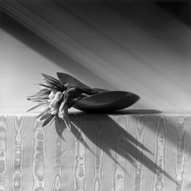 10. Tulipani 1987 Mapplethorpe: la perfezione dello scatto