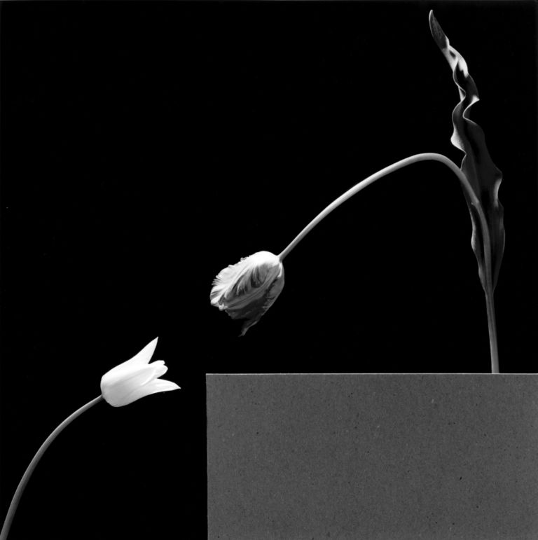 9. Due tulipani 1984 Mapplethorpe: la perfezione dello scatto