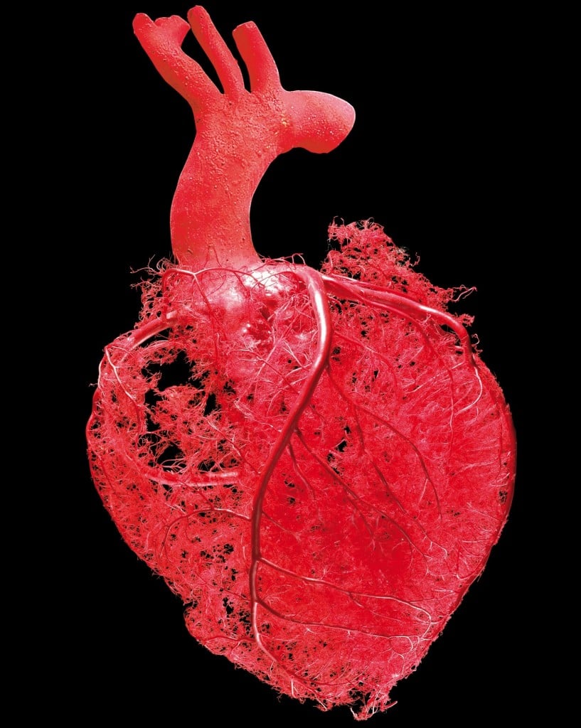 San Valentino ad arte vol. 2: c’è cuore e cuore. A Roma la mostra shock Body Worlds offre lo sconto agli innamorati per vederne uno vero. Plastinato…