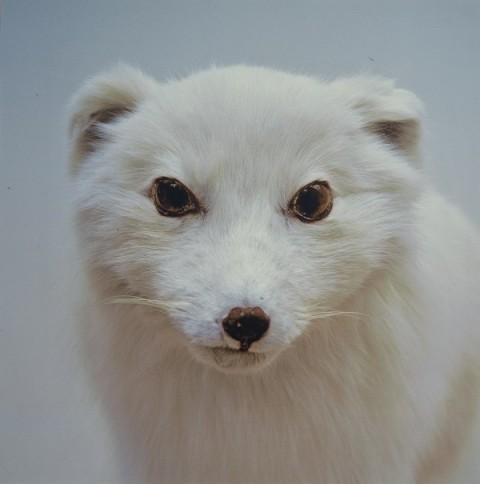 Roni Horn Untitled Arctic Fox Le opere d’arte? Me le compro sul web. Niente più pellegrinaggi in galleria e contrattazioni live, ma acquisti facili a portata di click. Parola di Blindarte