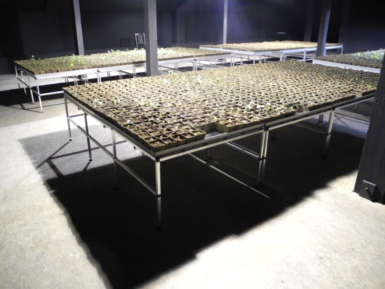 DSCN5230 Berlin Updates: la biennale indignata di Żmijewski. In conferenza sono gli indignados a far le domande ai giornalisti. E a occupare i KunstWerke. Qui tutte le foto in anteprima