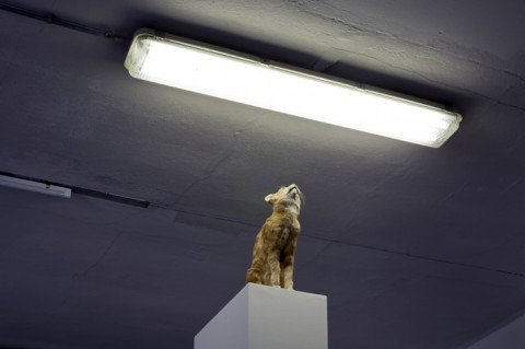 Solarkatze detail Sculture espanse