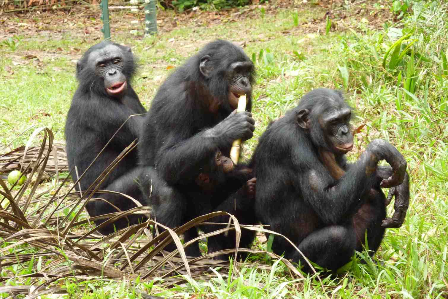Una famiglia di bonobo