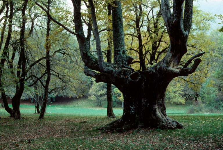 Bosco di Sant’Antonio. Il grande faggio a candelabro abbattuto da un fulmine foto Roberto Gildi Carsa Edizioni La forza della natura, per vincere le forze ostili della natura. È l’Abruzzo il protagonista del Premio Internazionale Carlo Scarpa per il Giardino