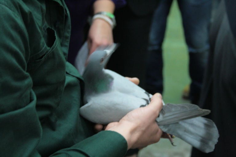 volo dei colombi v ernissage FREEVOLO alla galleria CollicaLiggreggi Arte a volo d’uccello