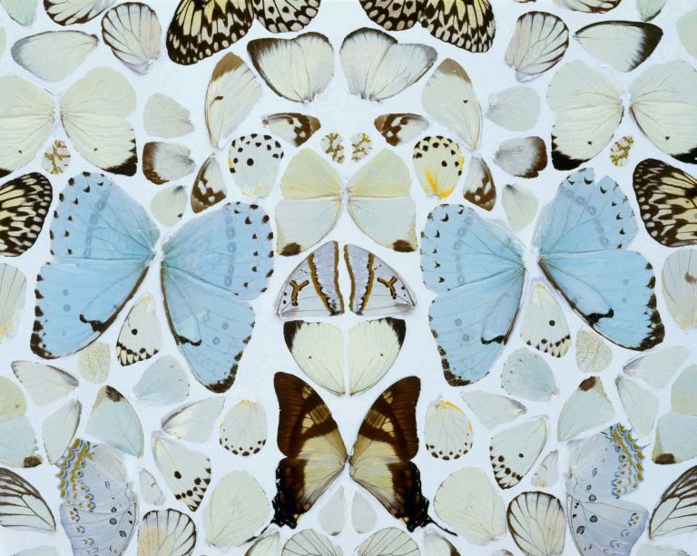 Damien Hirst Simpathy in White Major. Absolution II 2006 La “camera delle meraviglie” di Damien Hirst