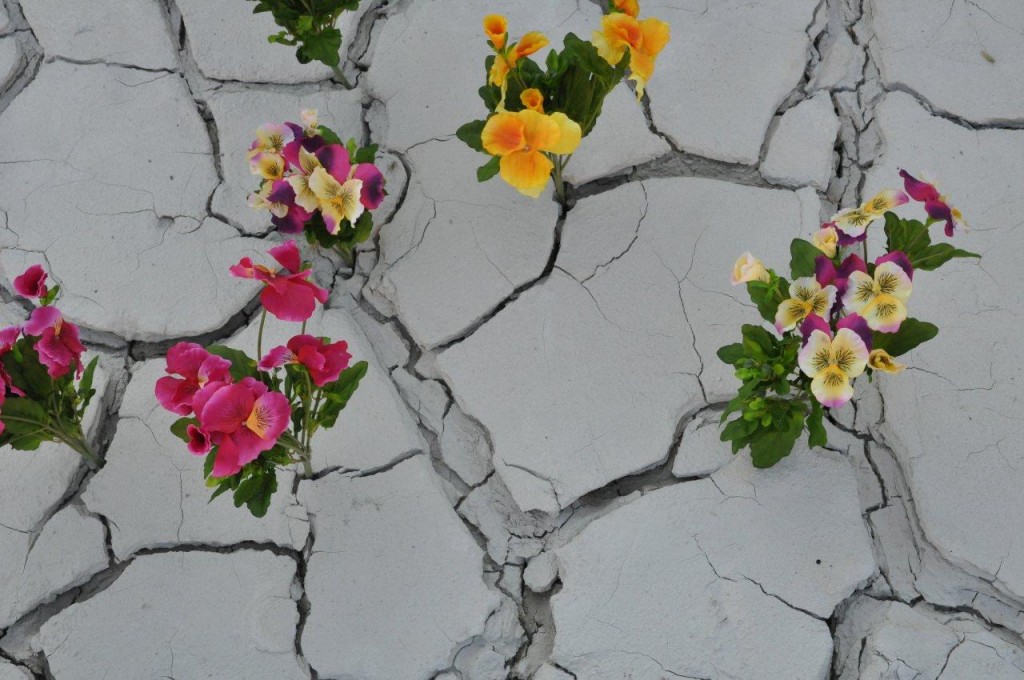 Dalle crepe nascono i fior. Aperto causa sisma: a Ferrara i danni ispirano l’opera dell’artista Stefano Scheda. Che la mette all’asta a favore terremotati