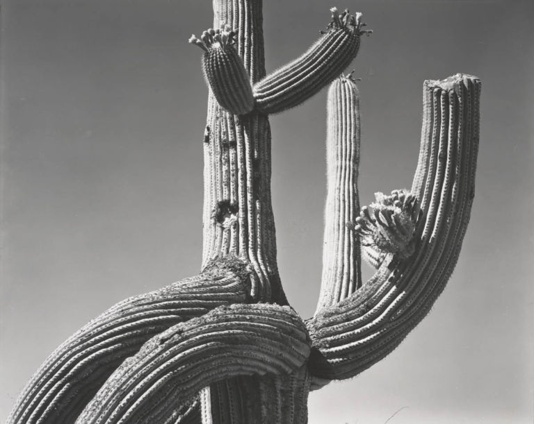 55 Rocce, cavoli e corpi di donne. La perfezione secondo Edward Weston