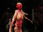 IMG 4255 Body Worlds. A mente aperta, a corpo libero