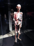 IMG 4261 Body Worlds. A mente aperta, a corpo libero