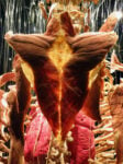 IMG 4332 Body Worlds. A mente aperta, a corpo libero