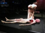 IMG 4342 Body Worlds. A mente aperta, a corpo libero