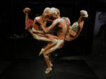 IMG 4377 Body Worlds. A mente aperta, a corpo libero