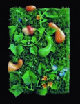 Osservazione della natura in stato di quiete Piero Gilardi Zuccaia autunnale 2002 Tavolo Natura 90x130x440 cm Courtesy Galleria Santo Ficara Firenze Alberto Salvadori si racconta. Una mini-intervista al direttore del Marino Marini di Firenze, in esclusiva per Artribune. Ecco i prossimi due anni del Museo