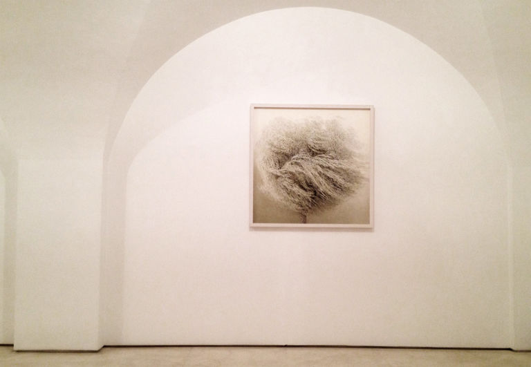 Daydream Willow Tree 2012 ed. of 5 D print on rag pape. Valentina Bonomo Gallery Irene Kung: la magia dell'immanenza