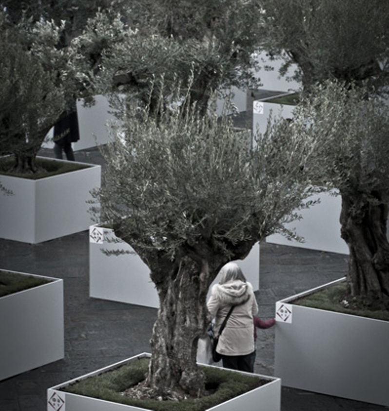 Florens Updates: metamorfosi paesaggistico-creative. Piazza San Giovanni diventa un Giardino di ulivi, qui c’è il video…