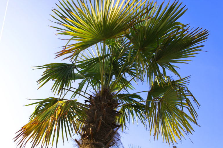 Palmtrees China Photo Superflex Come immaginare un parco urbano multietnico. A Copenhagen si incontrano arte pubblica e architettura: Superkilen è un mosaico di 100 oggetti, da 50 paesi del mondo