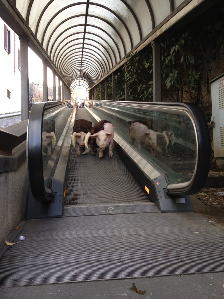 Guarda bene quel denaro: sarà tuo. Tante immagini, ed una videointervista a Cesare Pietroiusti, dal festival della performance di Cosenza