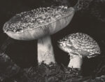 Edward Weston Toadstool 1936 Il grand tour di Edward Weston