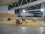 I maiali di Sierra in performance a Milano Sono porci questi politici! Didascalico Santiago Sierra, in performance a Milano: suini al pascolo spazzolano una colata di pastone, che disegna in terra la cartina geografica della Spagna