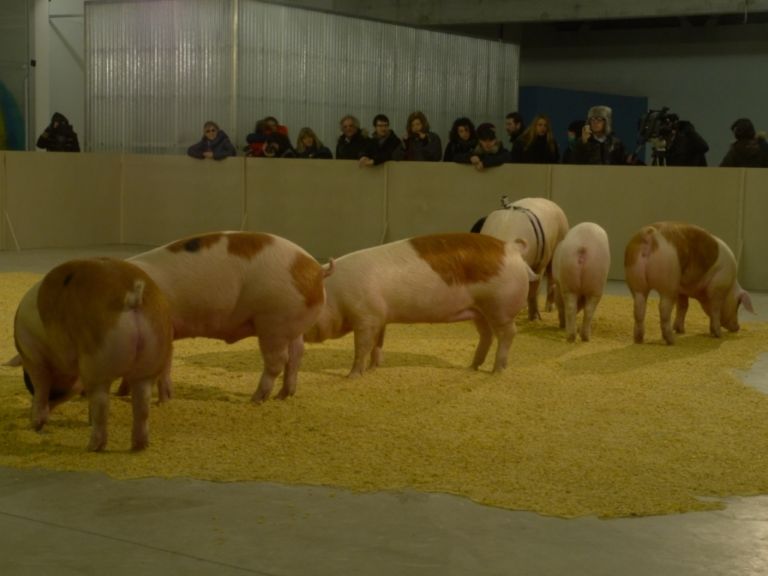 I maiali di Sierra in performance a Milano 2 Sono porci questi politici! Didascalico Santiago Sierra, in performance a Milano: suini al pascolo spazzolano una colata di pastone, che disegna in terra la cartina geografica della Spagna