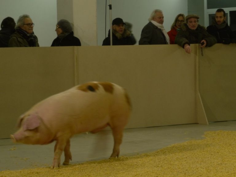 I maiali di Sierra in performance a Milano 6 Sono porci questi politici! Didascalico Santiago Sierra, in performance a Milano: suini al pascolo spazzolano una colata di pastone, che disegna in terra la cartina geografica della Spagna