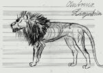 Antonio Ligabue Leone anni 40 50 matita su carta da musica17x243cm Antonio Ligabue, la scaltra follia a Lucca
