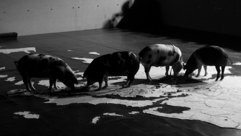 Santiago Sierra The Hellenic peninsula devoured by pigs 2013 Courtesy Prometeogallery I P.I.G.S. secondo Santiago Sierra