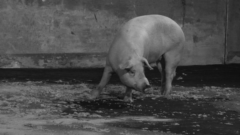 Santiago Sierra The Italic peninsula devoured by pigs 2013 I P.I.G.S. secondo Santiago Sierra