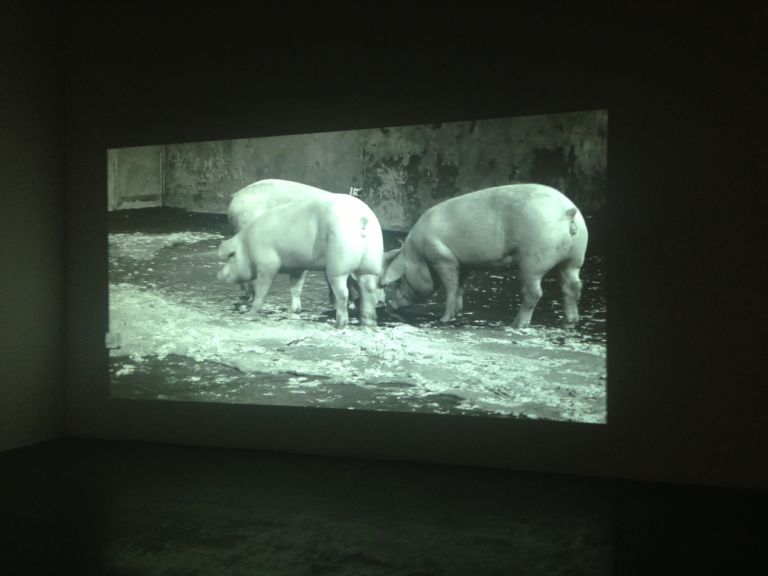 Santiago Sierra still da video The Italian peninsula devoured by pigs 2013 Courtesy Prometeogallery 1 I P.I.G.S. secondo Santiago Sierra