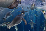 18 Paul Nicklen World Press Photo: l’estetica del coraggio