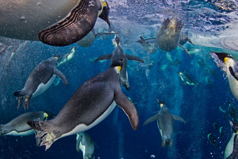 18 Paul Nicklen World Press Photo: l’estetica del coraggio