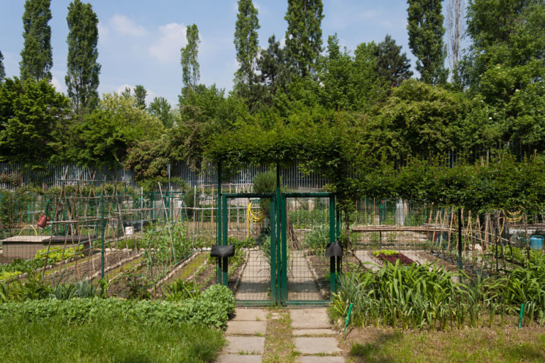 5 Festa degli orti 2013 IMG 4380 In mostra tra lattuga e pomodori: le fotografie di Alessandro vinci e Franco Ferrarini raccontano “in situ” l’epopea degli orti comunali di Milano. Immagini da scoprire passeggiando la domenica lungo i sentieri del Parco Nord