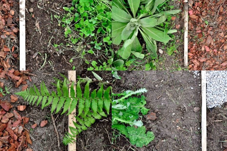 Il giardino promesso acetosella tasso barbasso cardo felce I promessi sposi a Forte Marghera