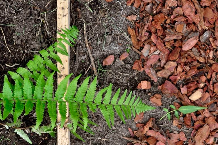 Il giardino promesso felce I promessi sposi a Forte Marghera