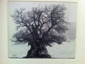 Biennale Updates: la foresta della Biennale. Da Petrit Halilaj a Berlinde De Bruyckere, c’è l’albero fra i temi iconografici ricorrenti. Ecco un excursus foto e video