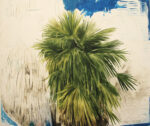 Rafal Topolewski Untitled palm tree 2013 La solitudine della palma di Rafal Topolewski