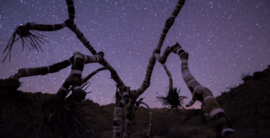 War Paint for Trees: quando il cinema reinventa il paesaggio. Esperimenti creativi targati Lincoln Motor Company