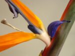 1 ClaudiaBotta Aterliziareginaebird of paradise Uno spazio per rifarsi gli occhi ed il palato. Nasce a Como Theoria, nuovo progetto che coniuga arte e food in un edificio storico. In anteprima le foto della mostra inaugurale