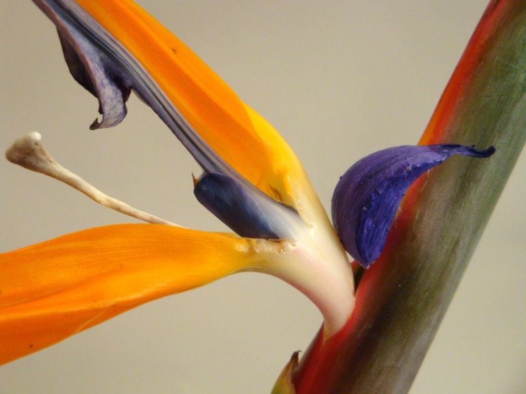 1 ClaudiaBotta Aterliziareginaebird of paradise Uno spazio per rifarsi gli occhi ed il palato. Nasce a Como Theoria, nuovo progetto che coniuga arte e food in un edificio storico. In anteprima le foto della mostra inaugurale