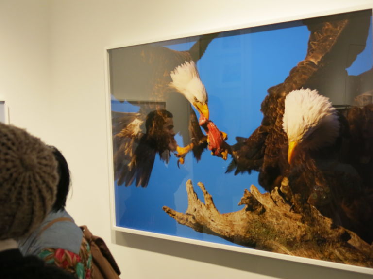 Empathizing with Wild Animals Takayuki Maekawa @ Steven Kasher Gallery 01 I Magnifici 9 New York. Tra volo e natura