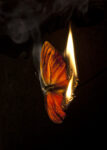 01 Burning Butterflies La morte di una farfalla. Fotografie di Mat Collishaw