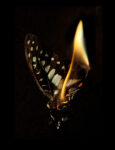 02 Burning Butterflies La morte di una farfalla. Fotografie di Mat Collishaw
