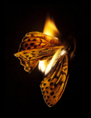 La morte di una farfalla. Fotografie di Mat Collishaw