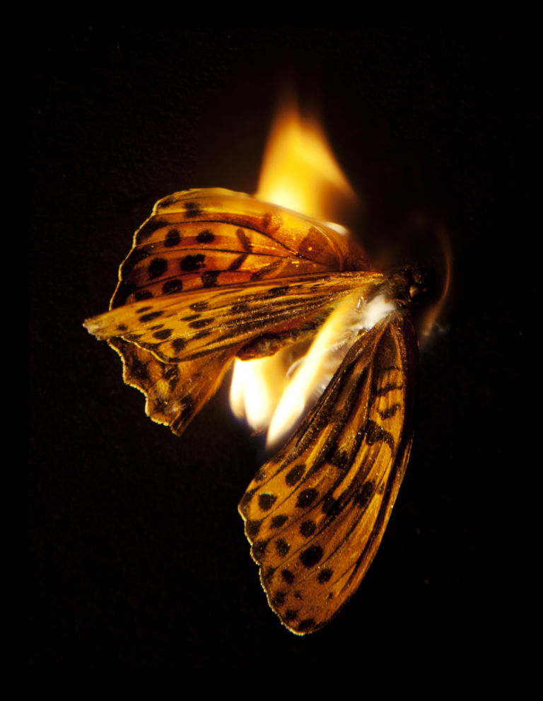 03 Burning Butterflies La morte di una farfalla. Fotografie di Mat Collishaw