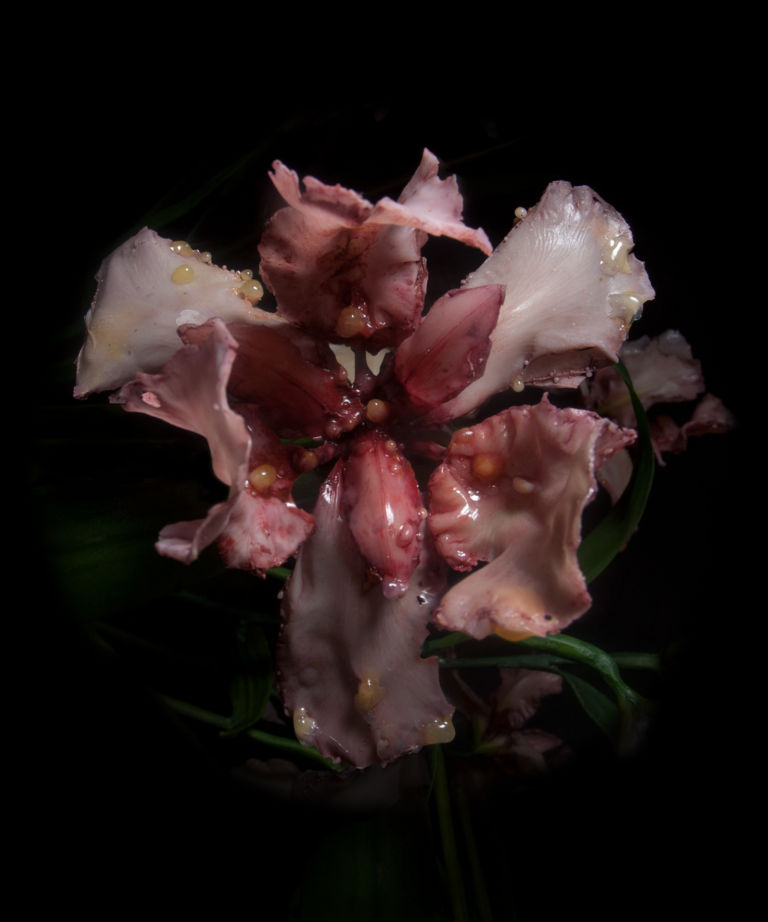 07 Venal Muse La morte di una farfalla. Fotografie di Mat Collishaw