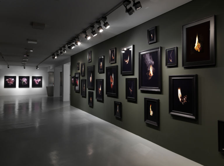 MC FaMa 01 La morte di una farfalla. Fotografie di Mat Collishaw