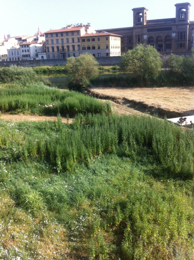 Studio ++ Il Terzo Giardino Firenze 2013 1 Vegetazione incolta? No, opera d’arte. A Firenze torna per il secondo anno il progetto botanico-sociale “Il Terzo Giardino”: lo scorso anno fu distrutto da operai zelanti…