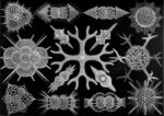 1273476572 haeckel spumellaria Tributo ad Ernst Haeckel. Un viaggio tra gli abissi creativi